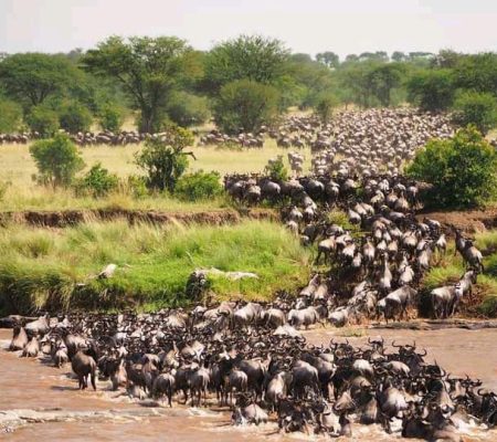 wildebeests-in-kenya